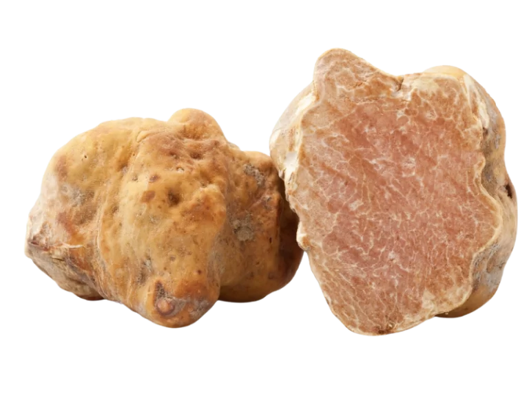 Weißer Trüffel
