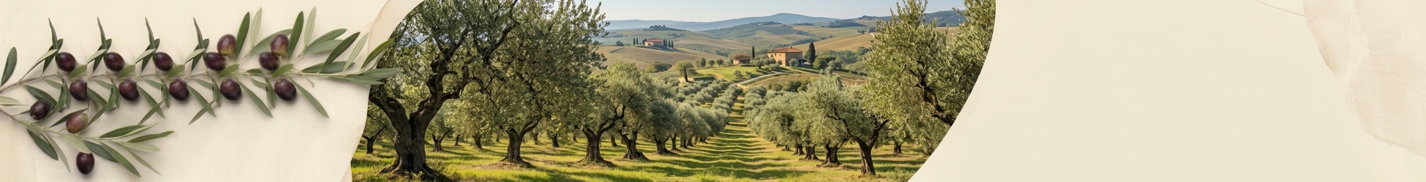Olio & Aceto